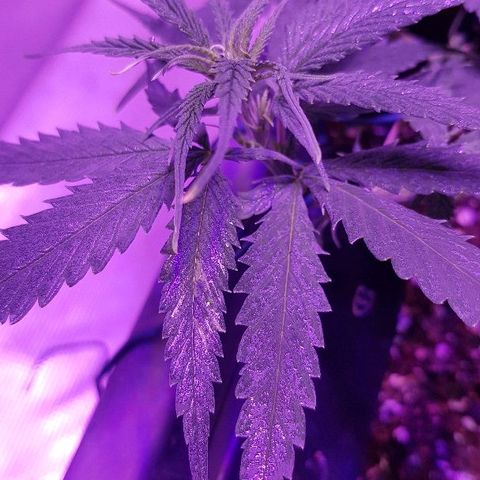 Daworka growlog timeline photo