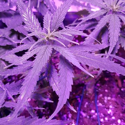 Daworka growlog timeline photo