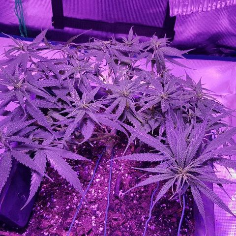 Daworka growlog timeline photo