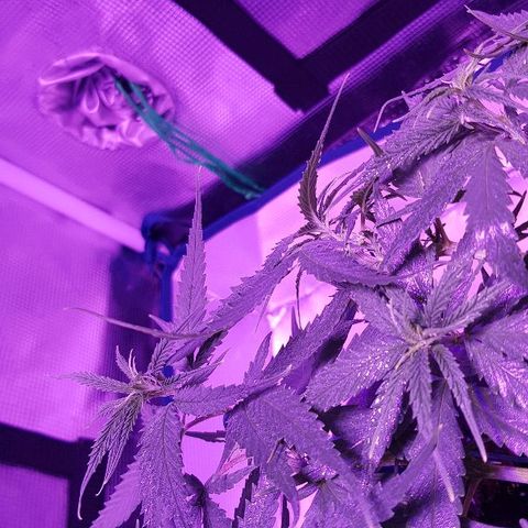 Daworka growlog timeline photo
