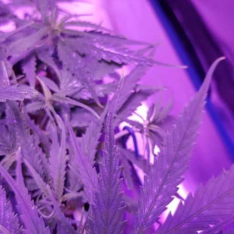 Daworka growlog timeline photo