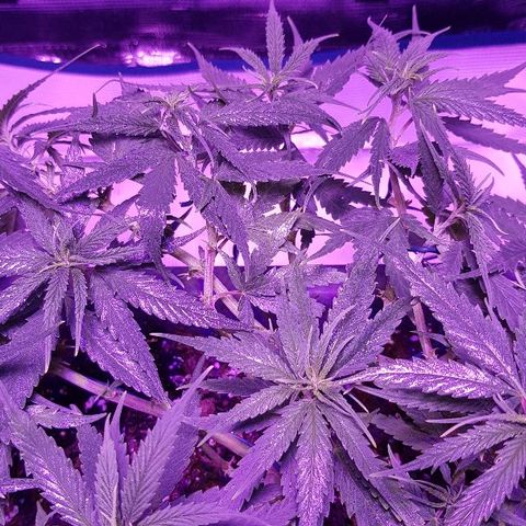 Daworka growlog timeline photo