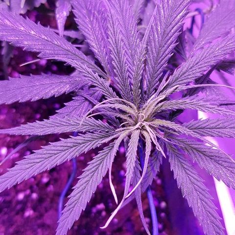 Daworka growlog timeline photo