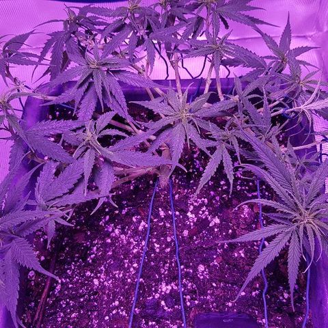 Daworka growlog timeline photo