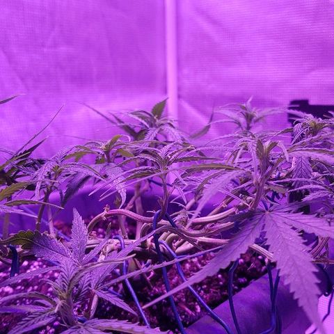 Daworka growlog timeline photo