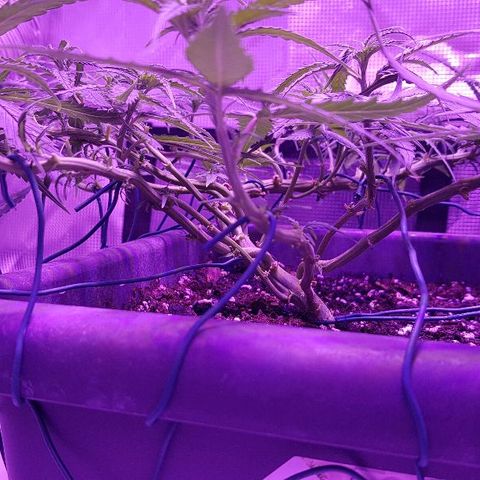 Daworka growlog timeline photo
