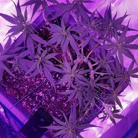 Daworka growlog timeline photo