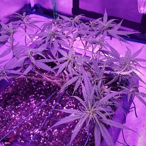 Daworka growlog timeline photo