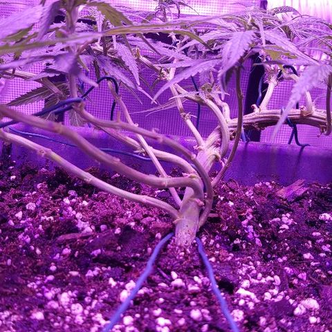Daworka growlog timeline photo