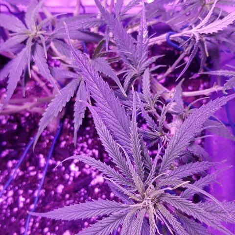 Daworka growlog timeline photo