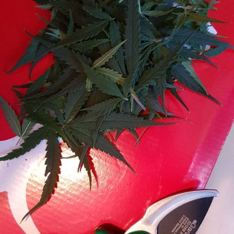 Daworka growlog timeline photo