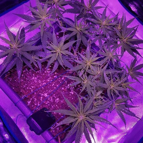 Daworka growlog timeline photo