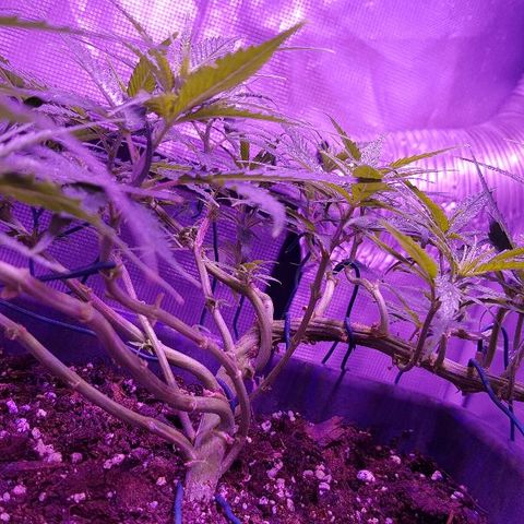 Daworka growlog timeline photo