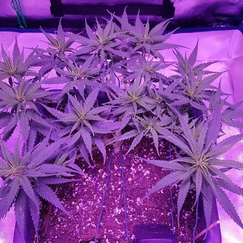 Daworka growlog timeline photo