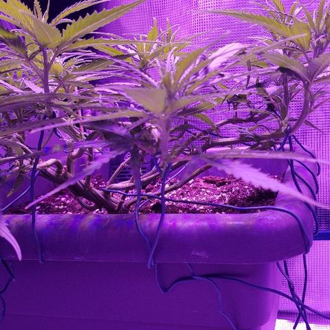 Daworka growlog timeline photo