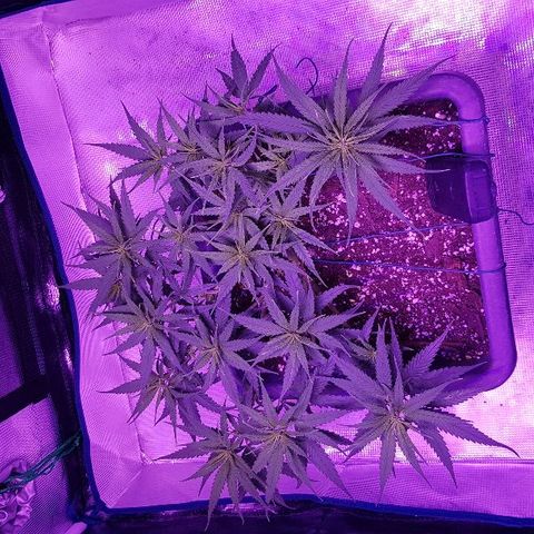 Daworka growlog timeline photo
