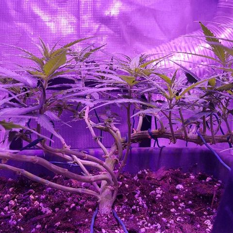 Daworka growlog timeline photo