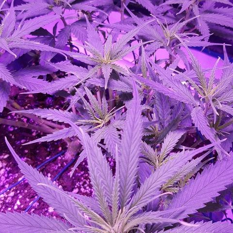 Daworka growlog timeline photo