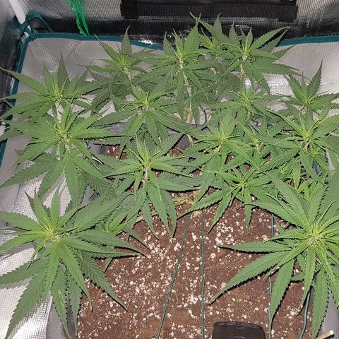 Daworka growlog timeline photo