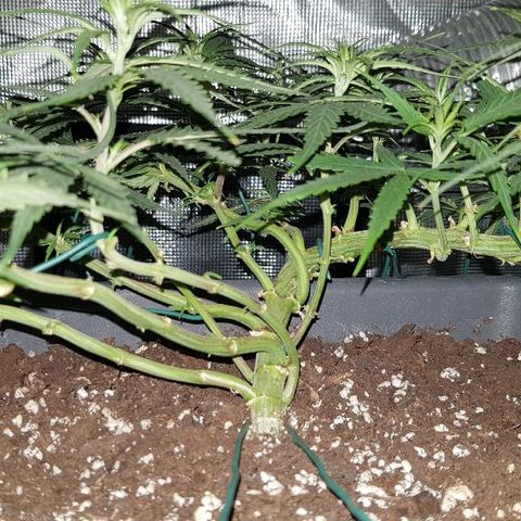Daworka growlog timeline photo