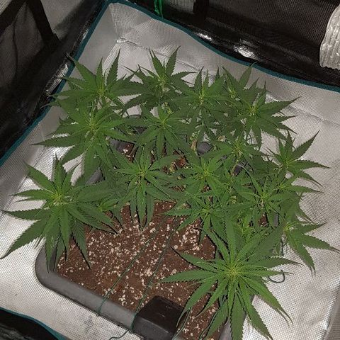 Daworka growlog timeline photo