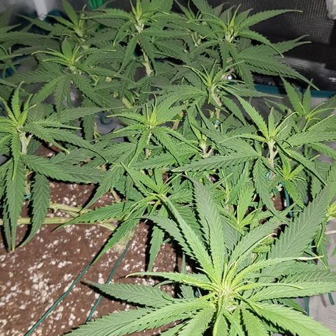 Daworka growlog timeline photo