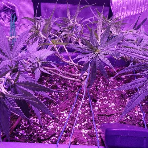 Daworka growlog timeline photo