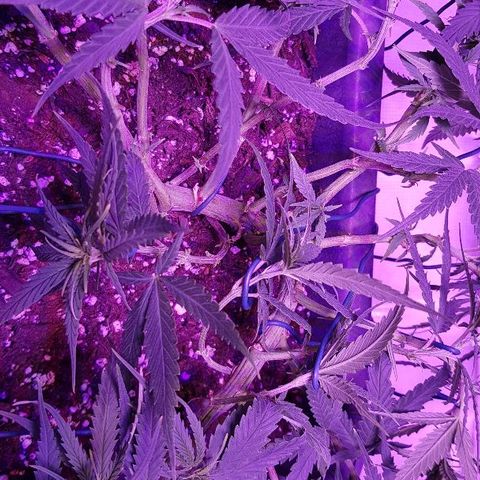 Daworka growlog timeline photo