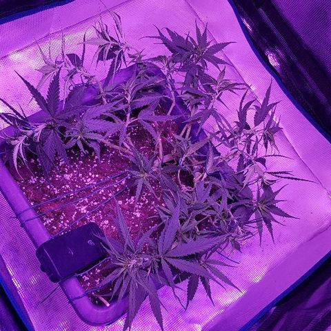 Daworka growlog timeline photo