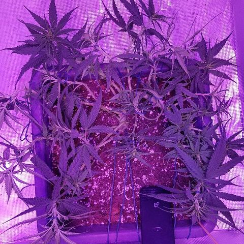 Daworka growlog timeline photo