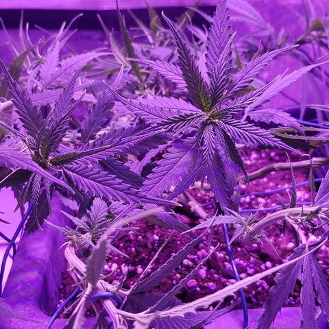 Daworka growlog timeline photo