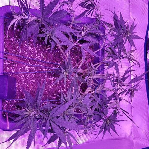 Daworka growlog timeline photo