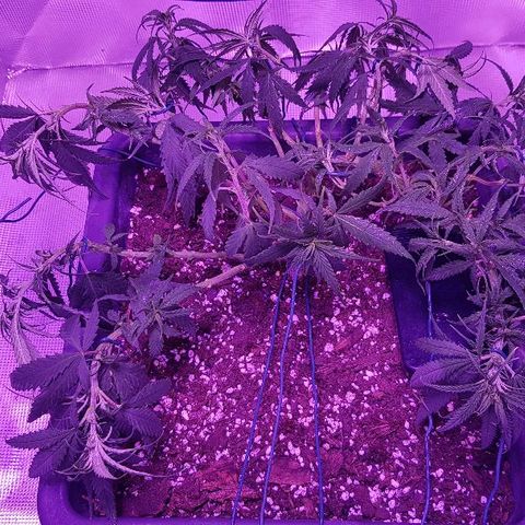 Daworka growlog timeline photo