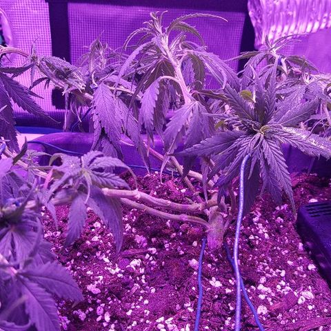 Daworka growlog timeline photo