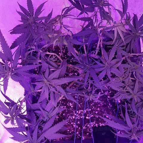 Daworka growlog timeline photo