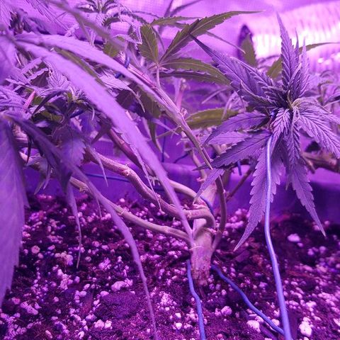 Daworka growlog timeline photo