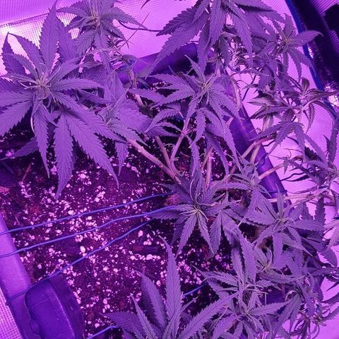 Daworka growlog timeline photo