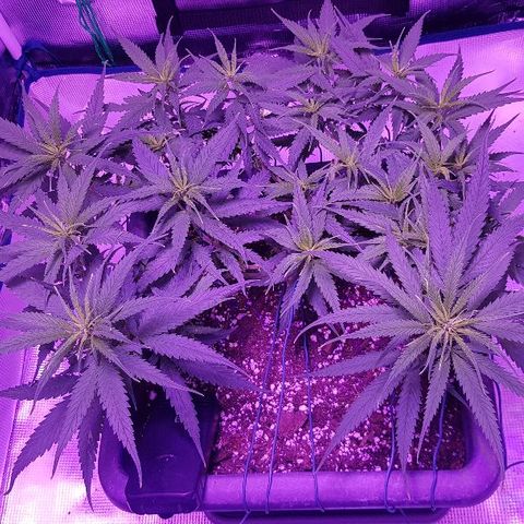 Daworka growlog timeline photo