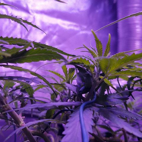 Daworka growlog timeline photo