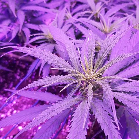 Daworka growlog timeline photo