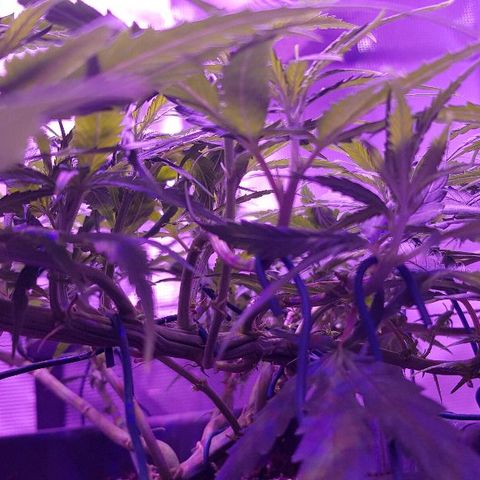 Daworka growlog timeline photo