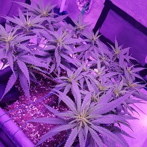 Daworka growlog timeline photo