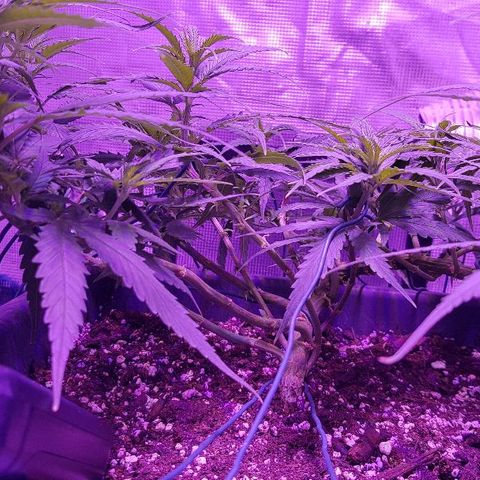 Daworka growlog timeline photo