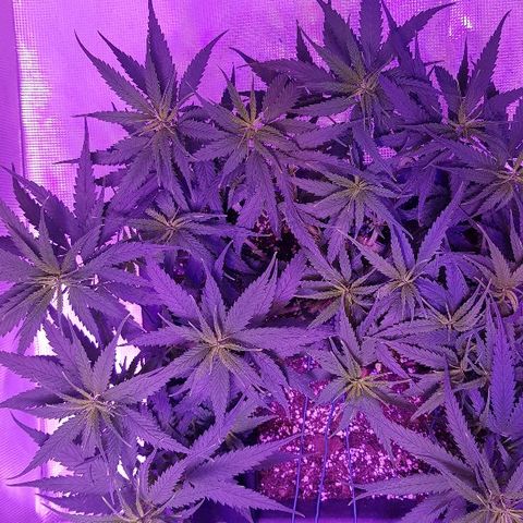 Daworka growlog timeline photo