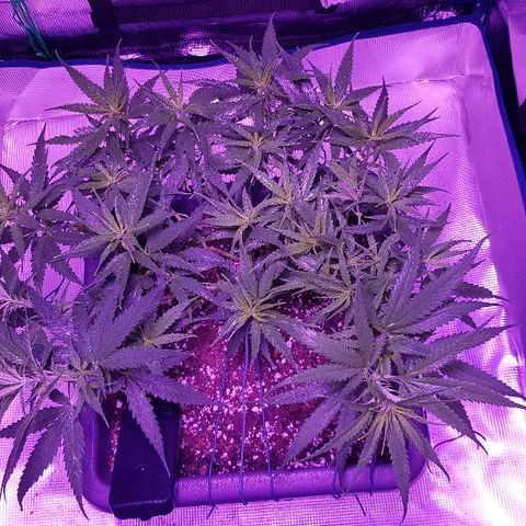 Daworka growlog timeline photo