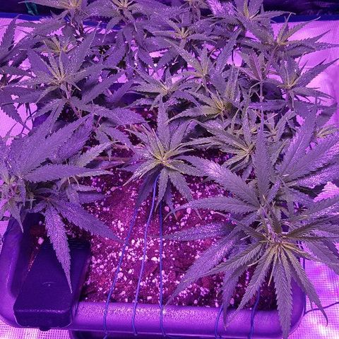 Daworka growlog timeline photo