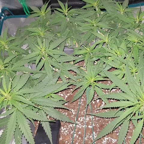 Daworka growlog timeline photo