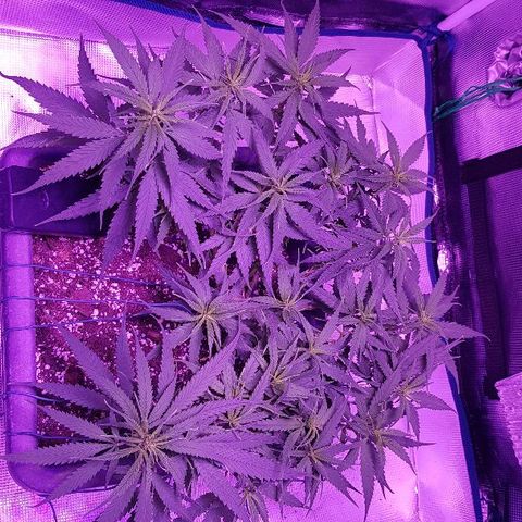 Daworka growlog timeline photo