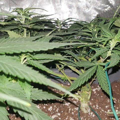 Daworka growlog timeline photo