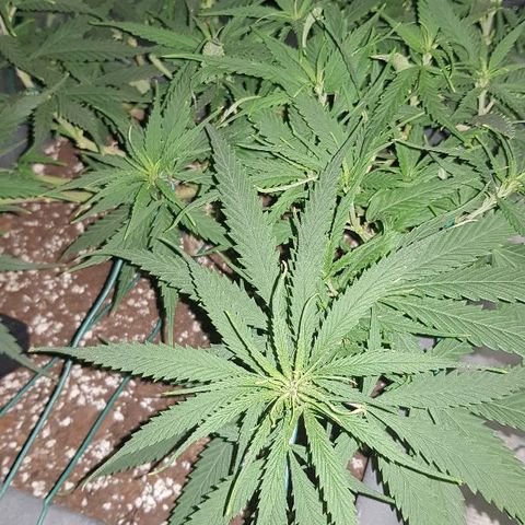 Daworka growlog timeline photo